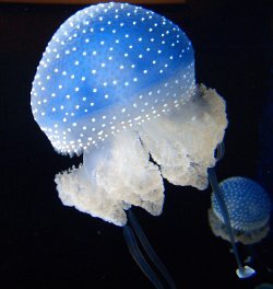 Jellyfish